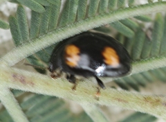 Peltoschema tetraspilotum