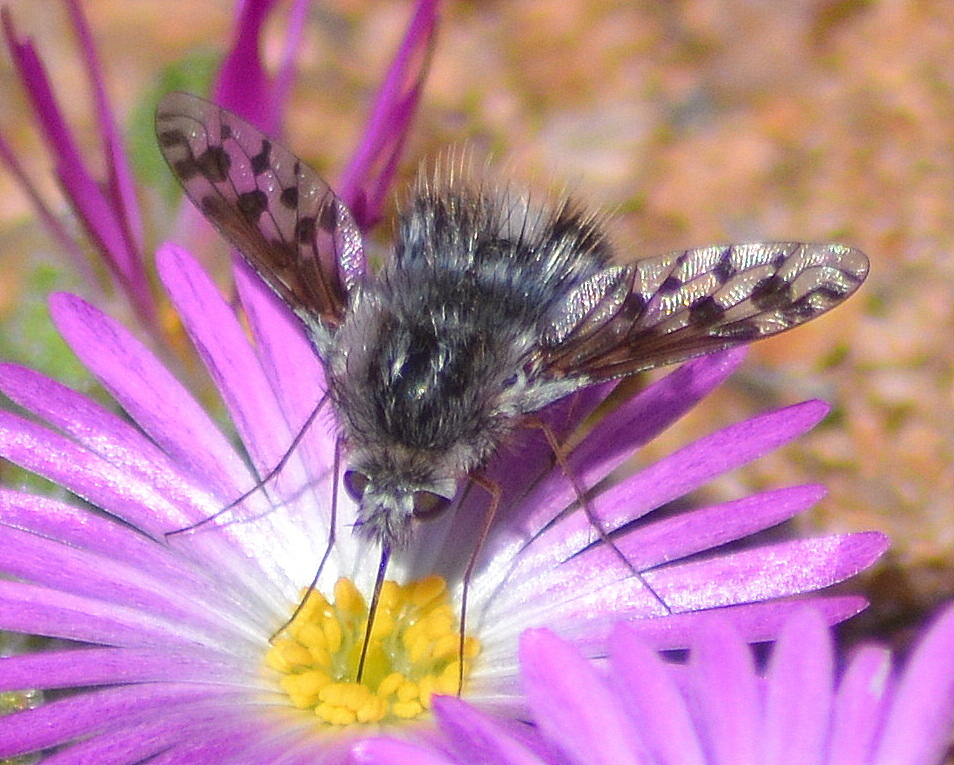 Australoechus capensis