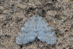 Trichopteryx carpinata