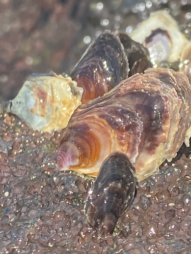 Isognomon californicus observed 2025-06-30