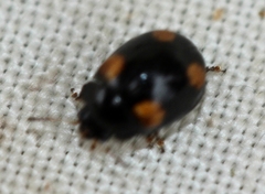 Peltoschema tetraspilotum