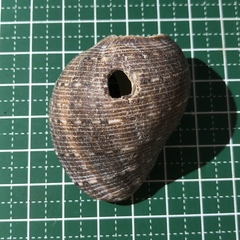 Latirolagena smaragdulus