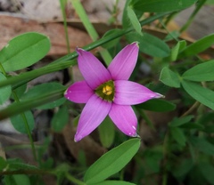 Romulea rosea australis