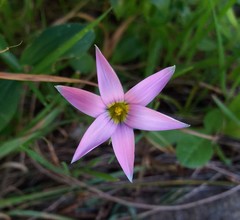 Romulea rosea australis