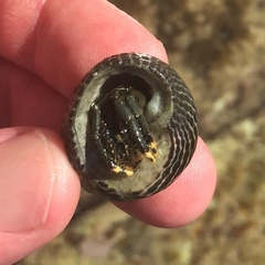 Clibanarius virescens