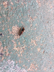 Platydracus cinnamopterus