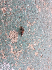 Platydracus cinnamopterus