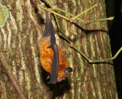 Rhinolophus affinis
