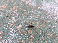 Platydracus cinnamopterus