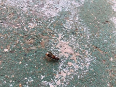 Platydracus cinnamopterus