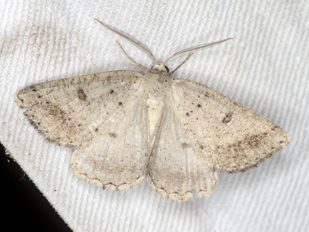 Ring Cape Moth