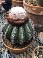Melocactus