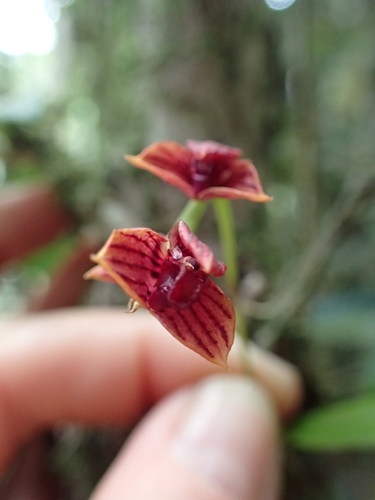 Bulbophyllum oxycalyx