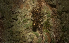 Stigmatium mastersii