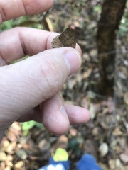 Paryphthimoides poltys