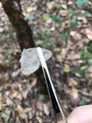 Paryphthimoides poltys