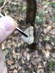 Paryphthimoides poltys