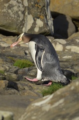 Megadyptes antipodes