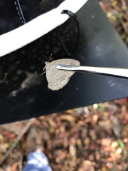 Paryphthimoides poltys