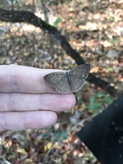 Paryphthimoides poltys