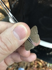 Paryphthimoides poltys