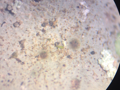 Dermatocarpon muhlenbergii