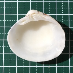 Lioconcha castrensis