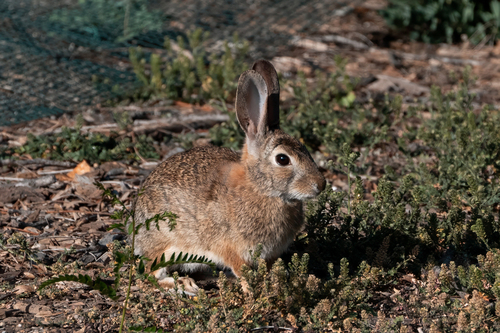 iNaturalist observation photo of Desert Cottontail