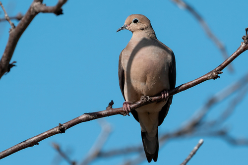 iNaturalist observation photo of Mourning Dove