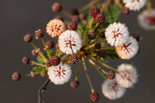 iNaturalist observation photo of Telegraphweed