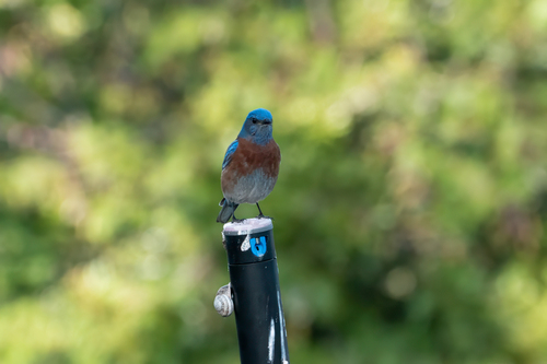 iNaturalist observation photo of Western Bluebird