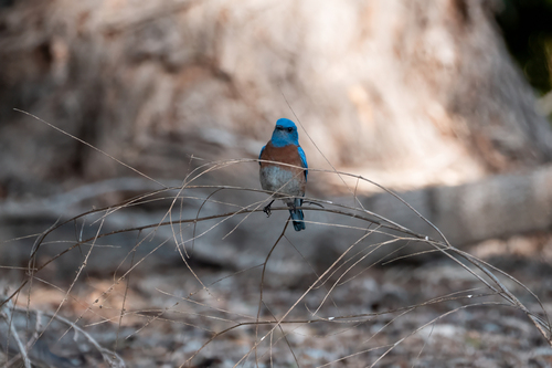 iNaturalist observation photo of Western Bluebird
