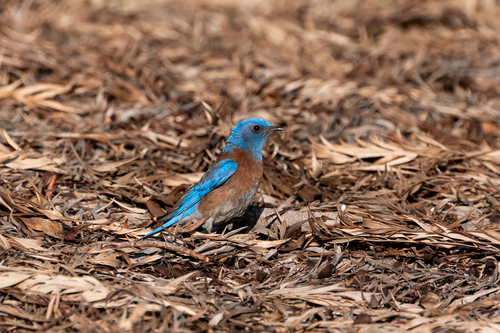 iNaturalist observation photo of Western Bluebird