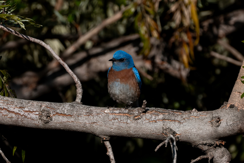 iNaturalist observation photo of Western Bluebird