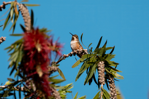 iNaturalist observation photo of Allen's Hummingbird