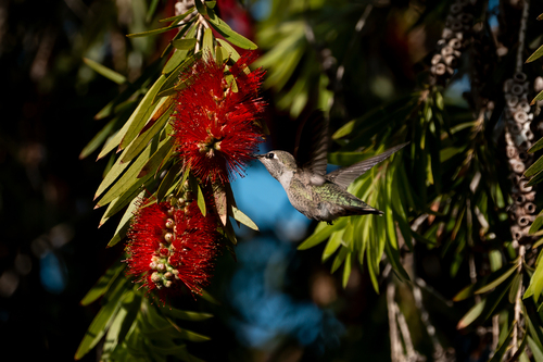 iNaturalist observation photo of Anna's Hummingbird