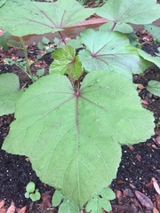 Abelmoschus esculentus