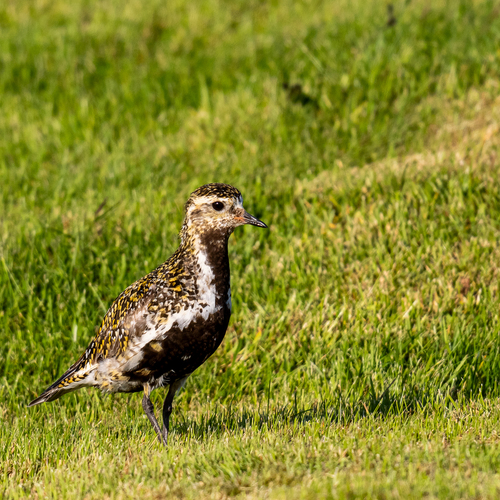 Chorlito dorado europeo (Pluvialis apricaria)