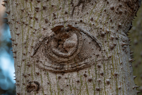 iNaturalist observation photo of Coast Coral Tree