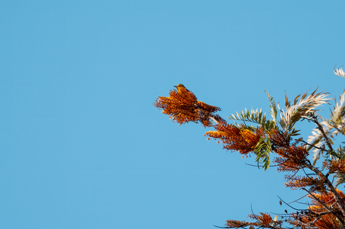 iNaturalist observation photo of Hooded Oriole