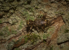 Stigmatium mastersii