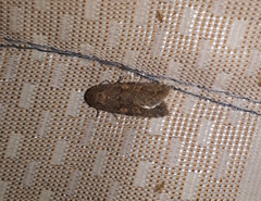 Spodoptera cilium