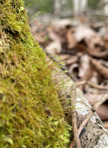 Pseudoamblystegium subtile observed 2025-06-30