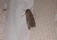 Spodoptera cilium