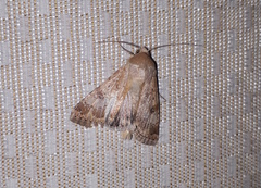 Heliothis nubigera