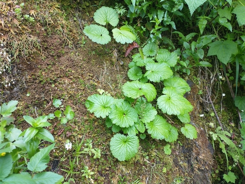 fringed kittentails (Veronica schizantha)