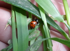 Coccinella septempunctata