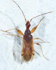 Heraeus cinnamomeus