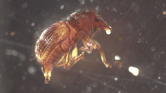 Anthribinae