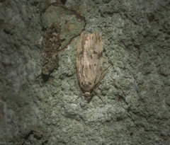 Barea nymphica